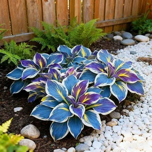 Exotic Multicolor Hosta Seeds Mix | Beautiful Garden Upgrade – 50% OFF Today