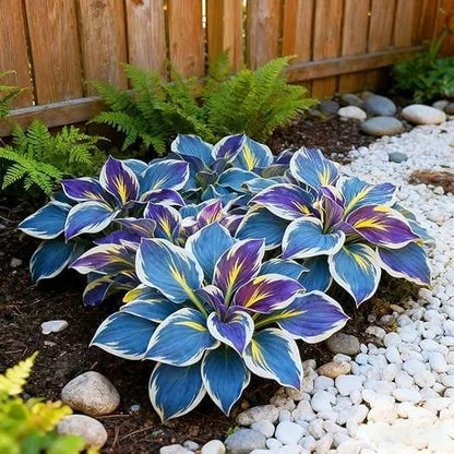 Exotic Multicolor Hosta Seeds Mix  | Beautiful Garden Upgrade – 50% OFF Today
