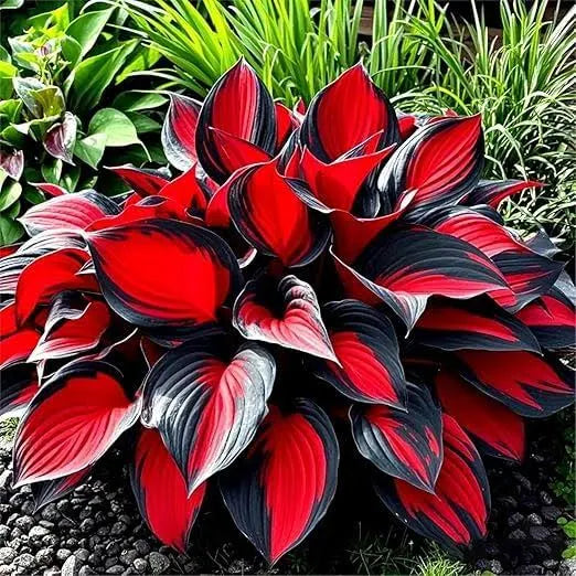Exotic Multicolor Hosta Seeds Mix  | Beautiful Garden Upgrade – 50% OFF Today